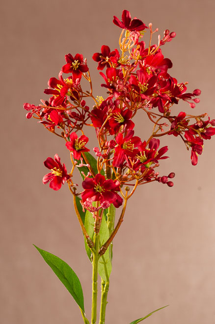F408-R Daphne Spray 72 cm tm. červená